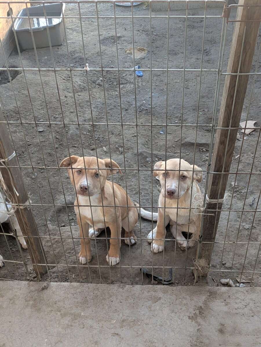 Puppies free to good home image 5