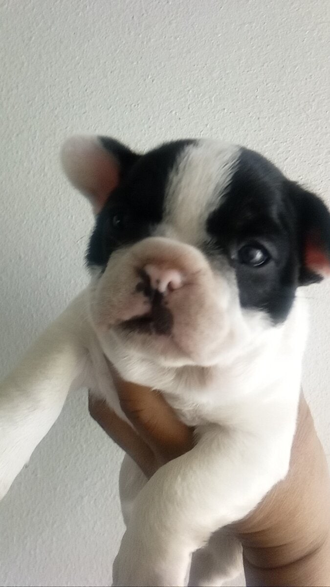 French bulldog sale image 2