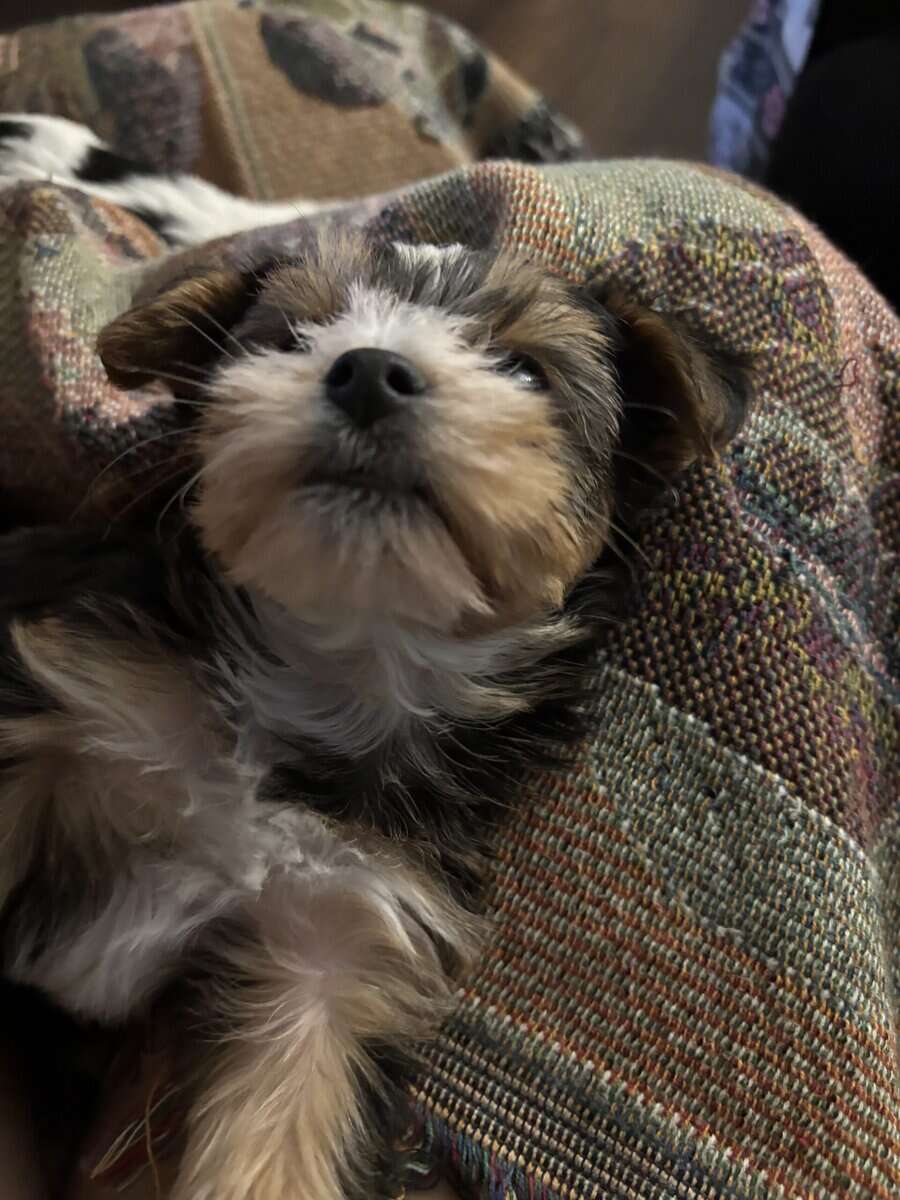 Yorkies yorkies!!!! image 14