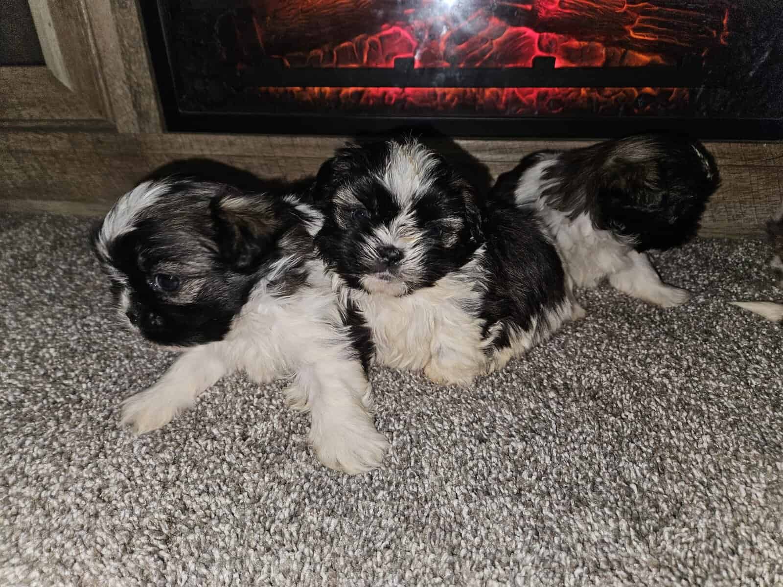 Imperial Shih-tzu Puppies image 1