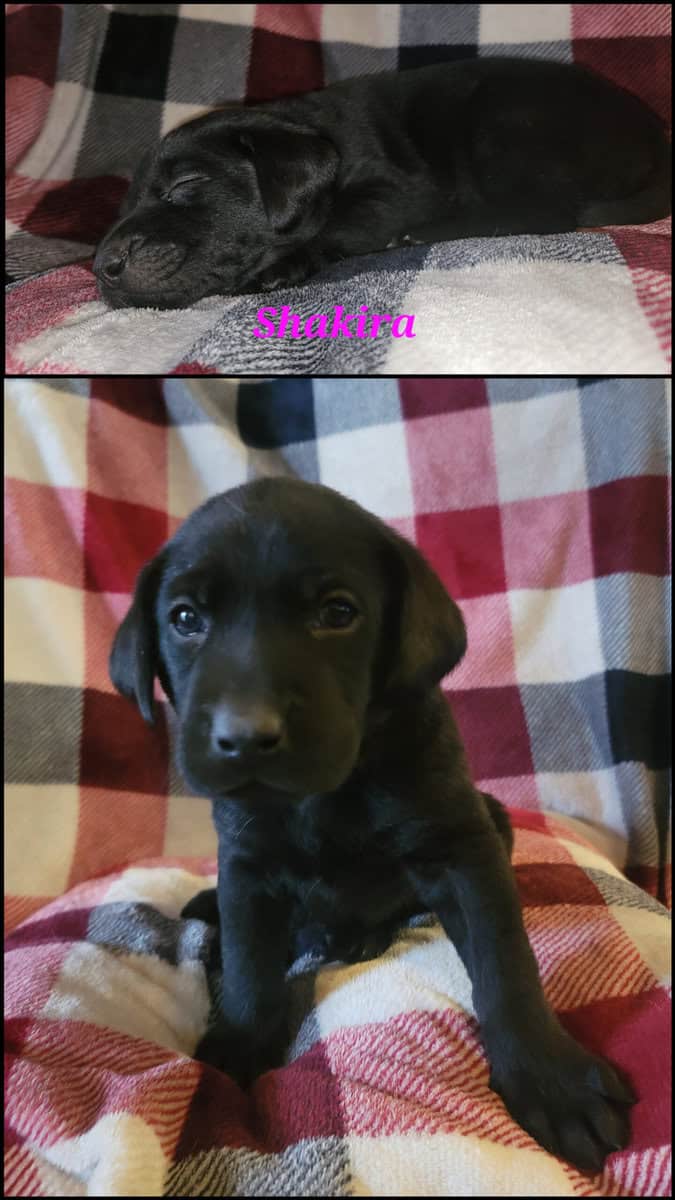 AKC & UKC Lab Puppies image 2