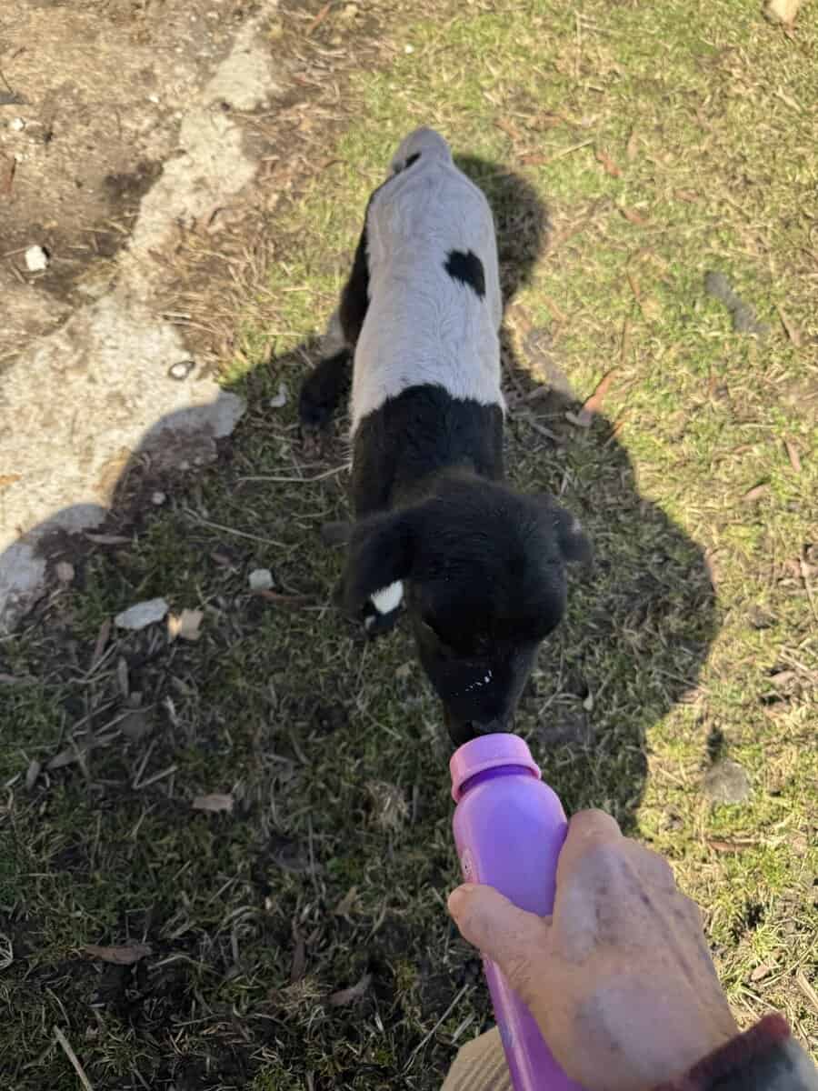 Bottle baby lamb image 1
