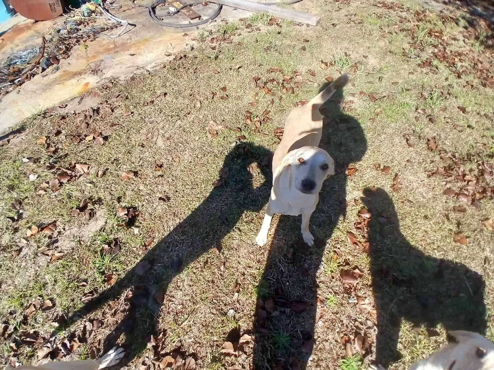 Puppy for free image 1