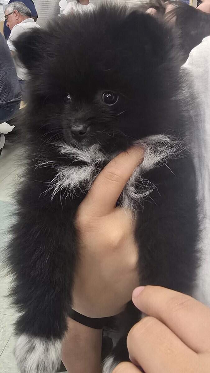Pomeranians Ready image 2