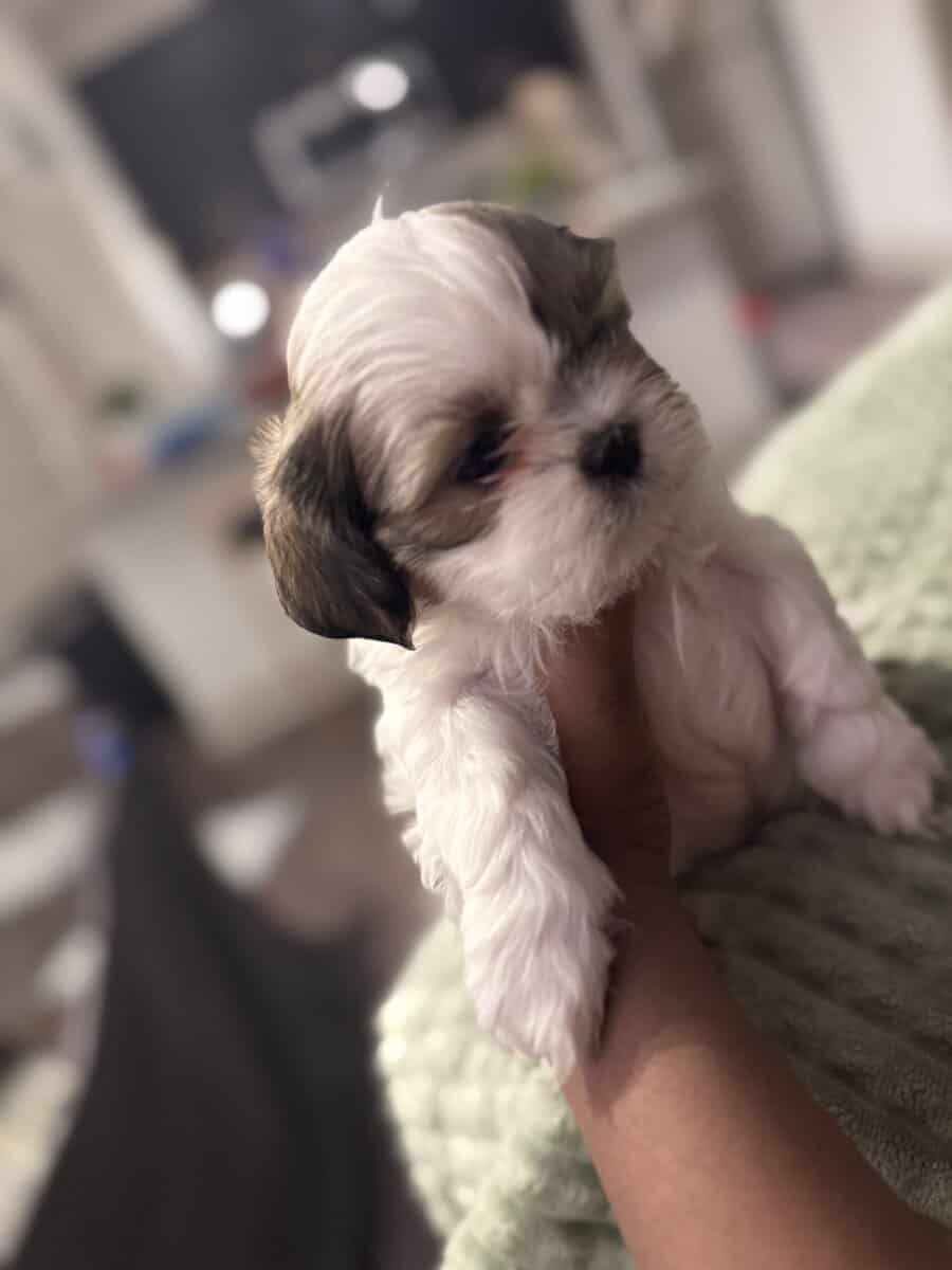 Shihtzu - NEED GONE ASAP image 2