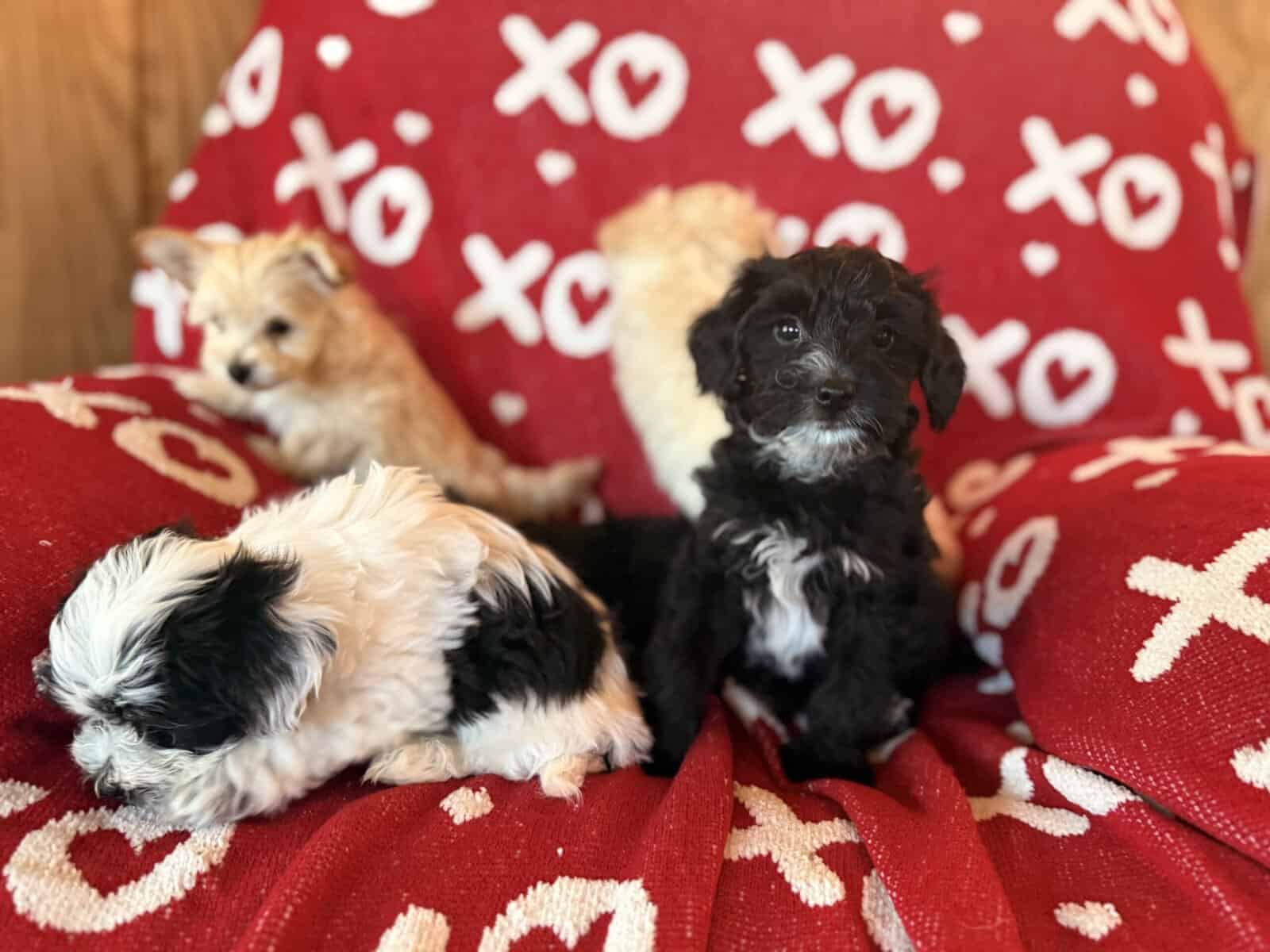 Puppies image 5