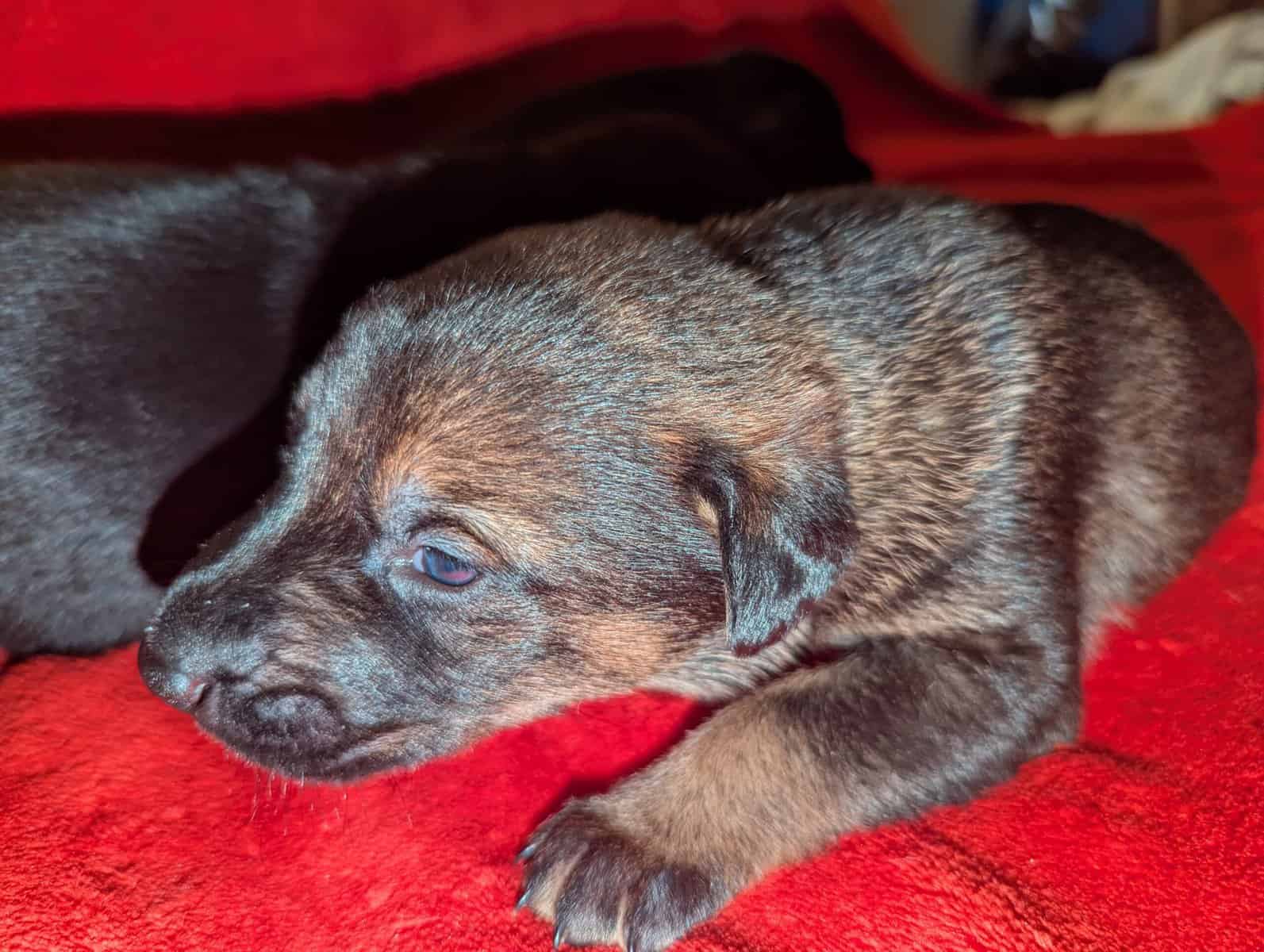 Doberman/German shepard image 4