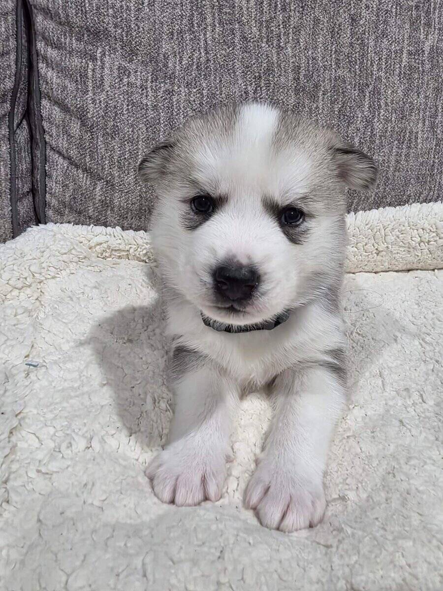 Siberian Husky puppy image 4