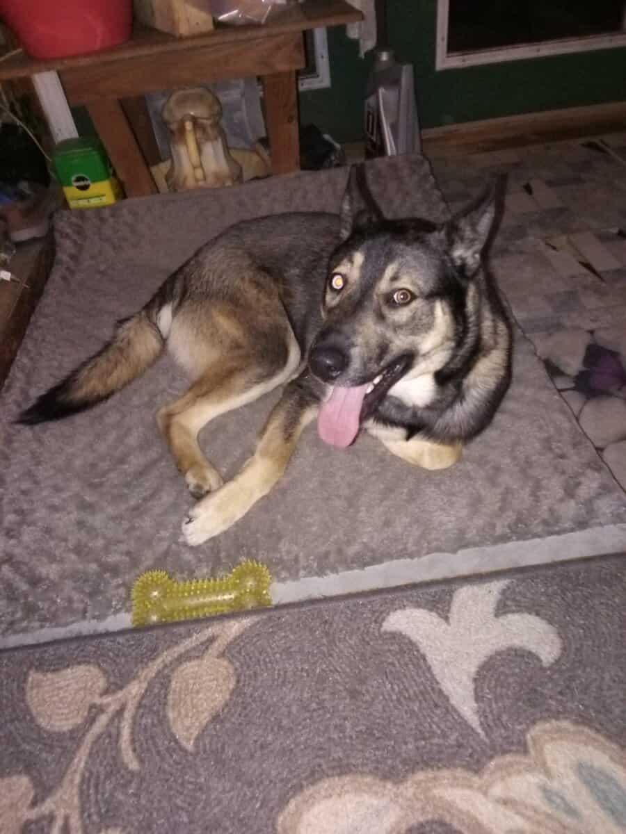 Free shepsky dog image 1