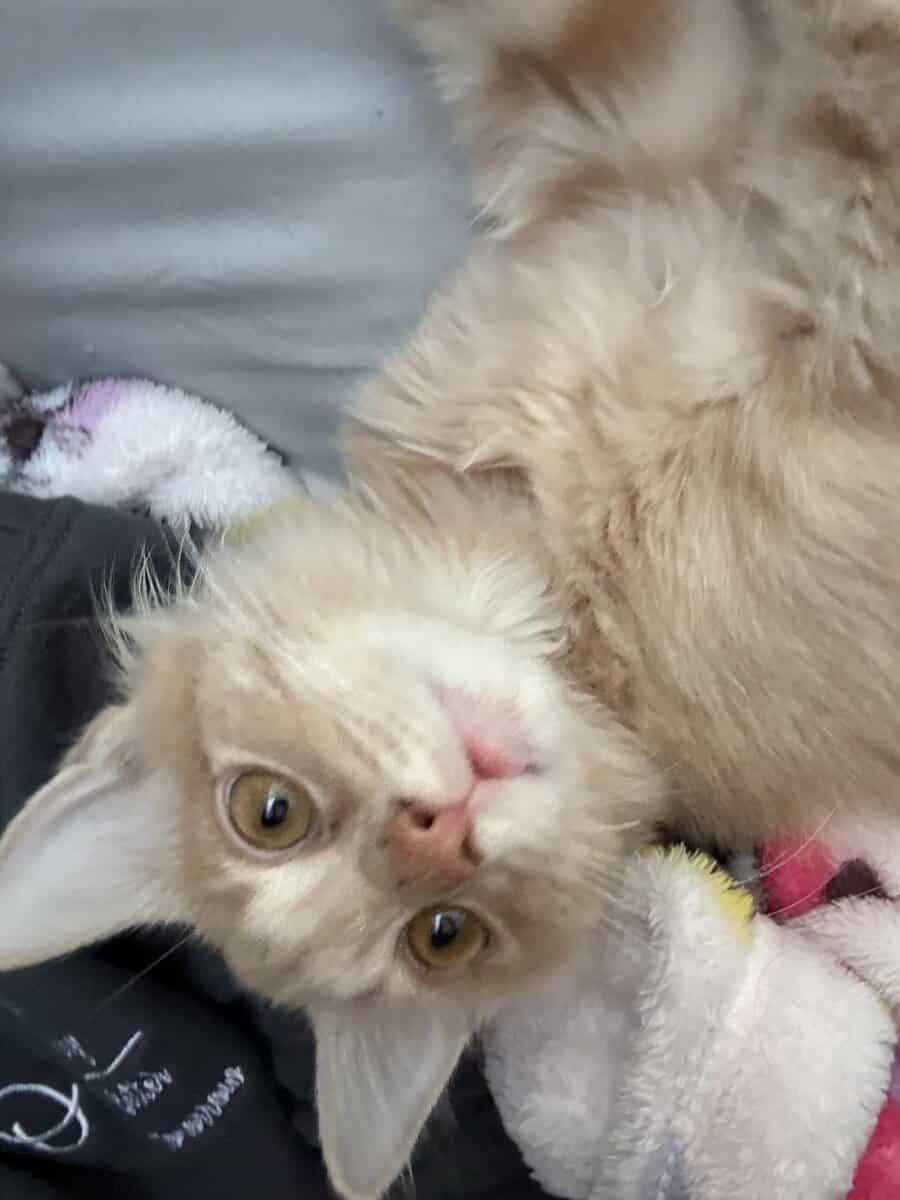 Mochi image 5