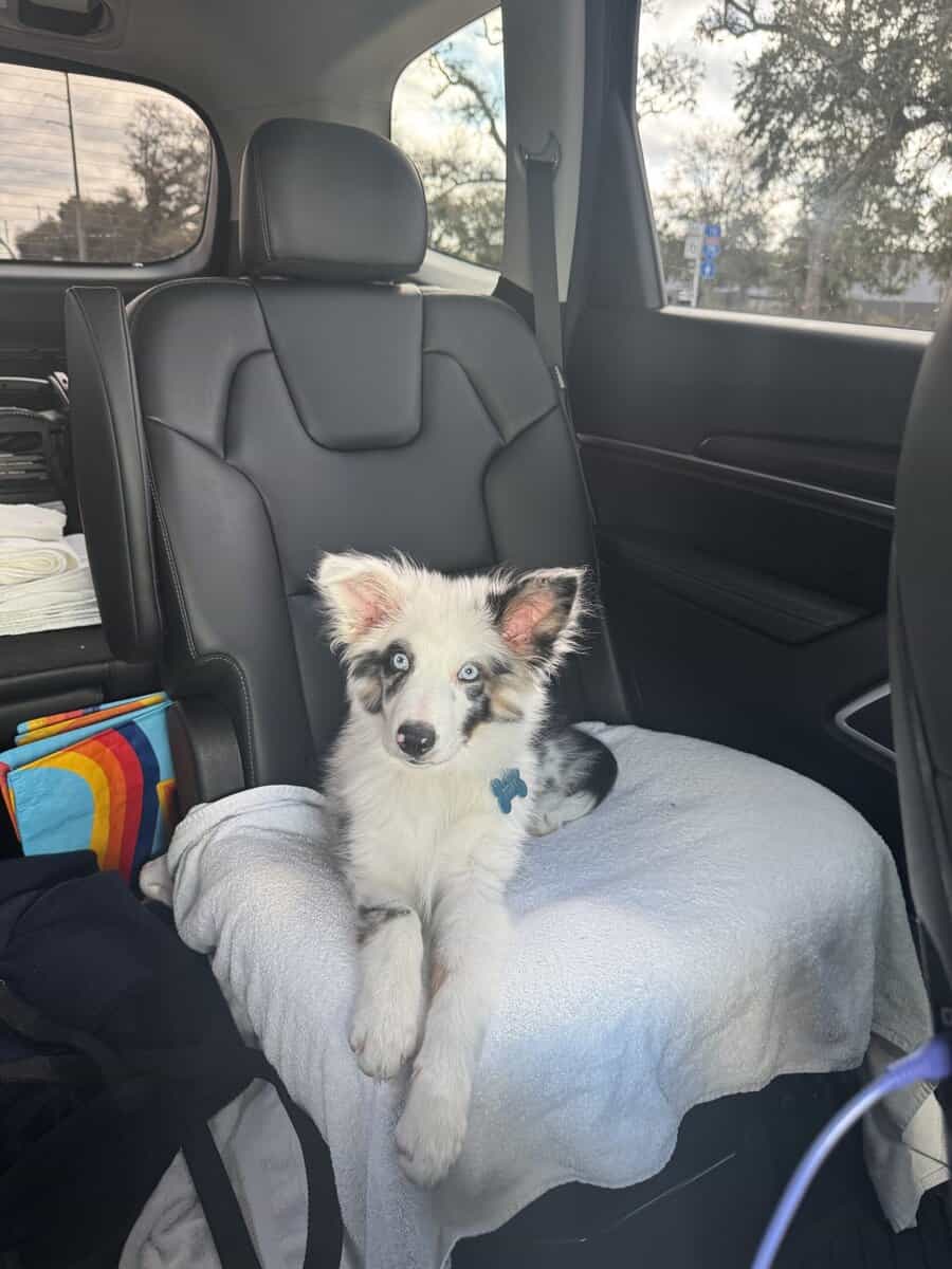 Selling mini Australian Shepard puppy! image 1