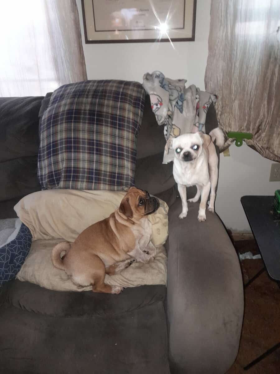 4 Chug puppies for sale $300 image 3