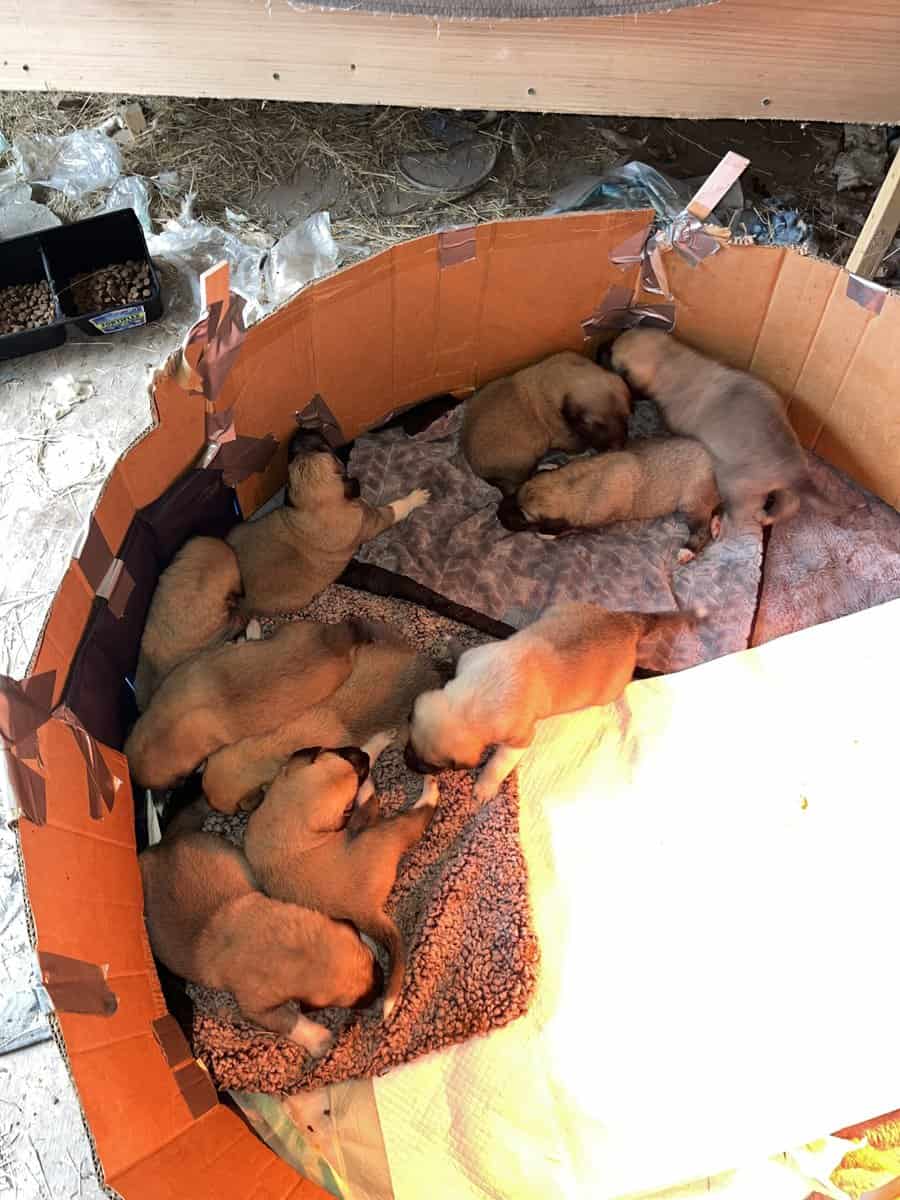 Livestock Guardian puppies image 1
