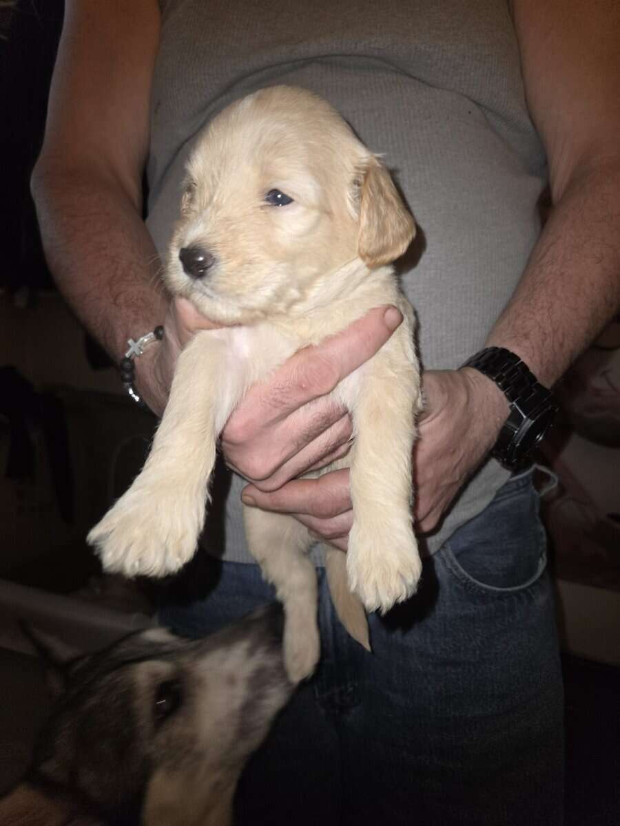 Labradoodle hybrid needs forever home image 7