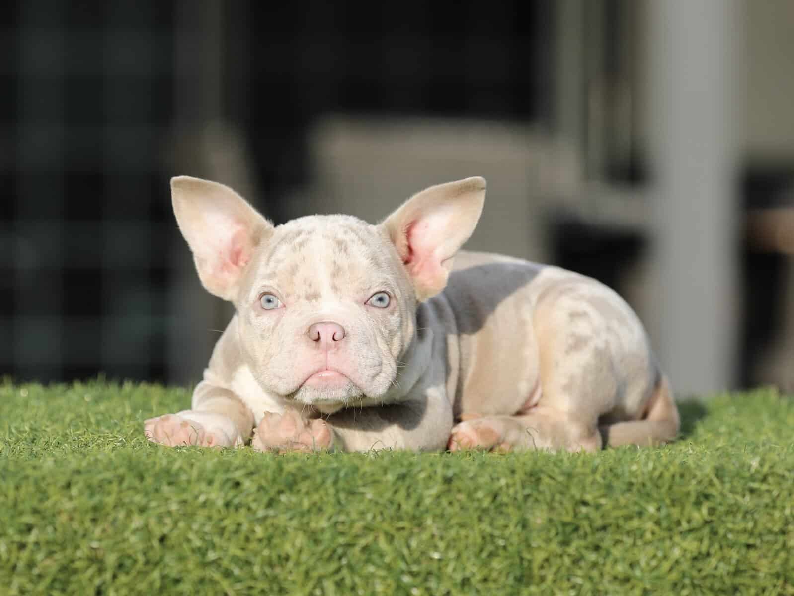 American Bully image 7