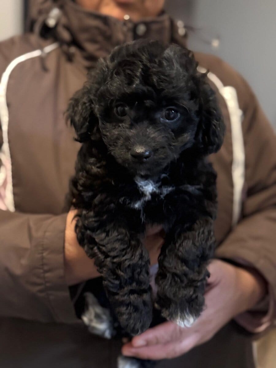 2 Puppies for sals image 3