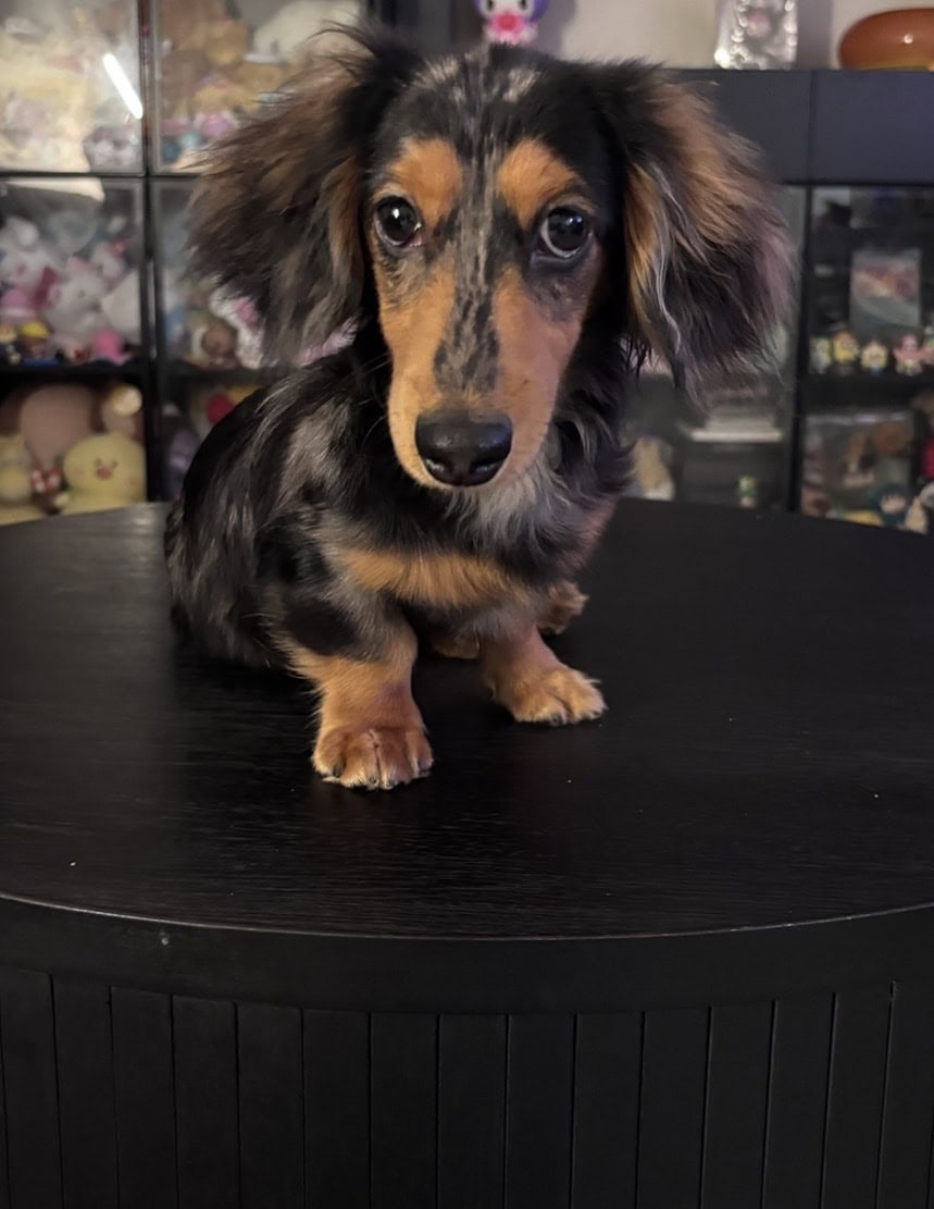 7 Month Male Mini Dachshund image 1