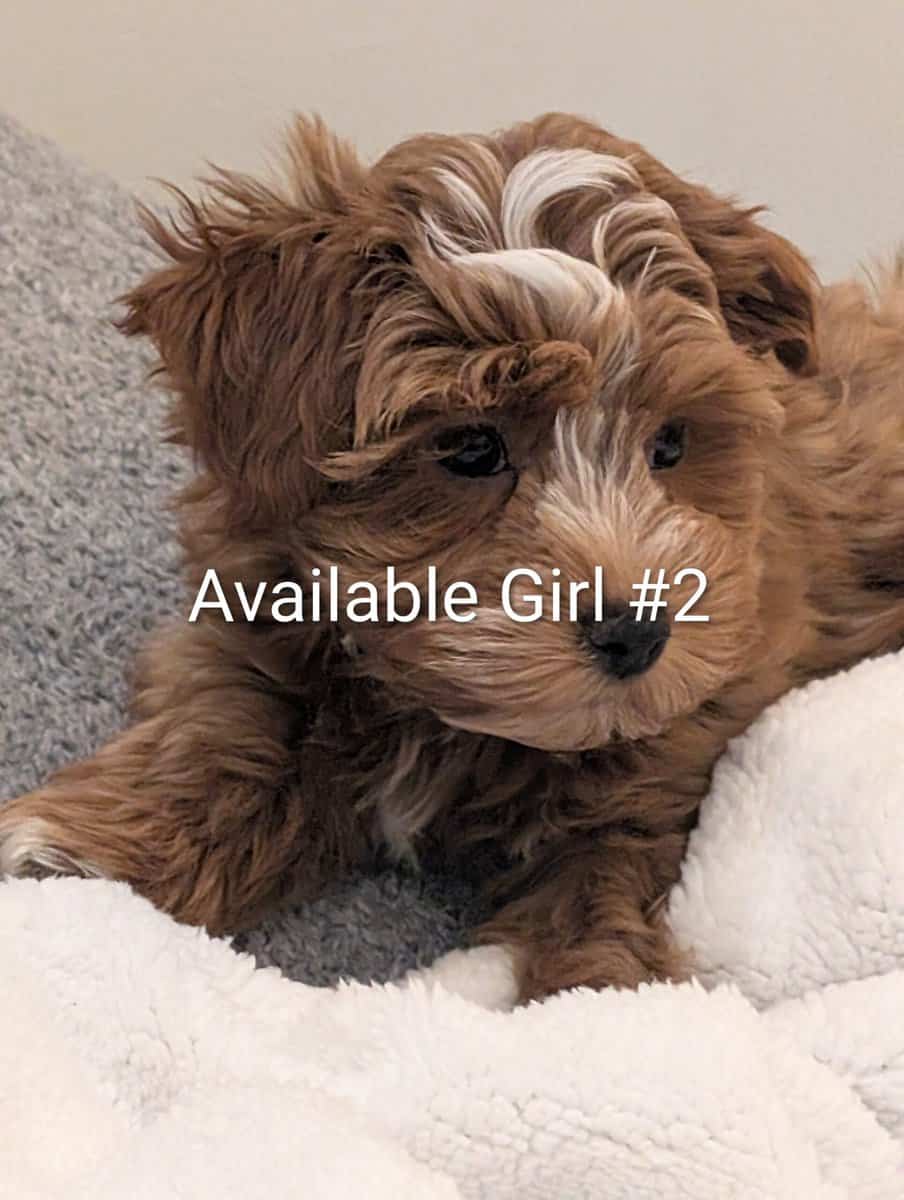 Havanese AKC image 1