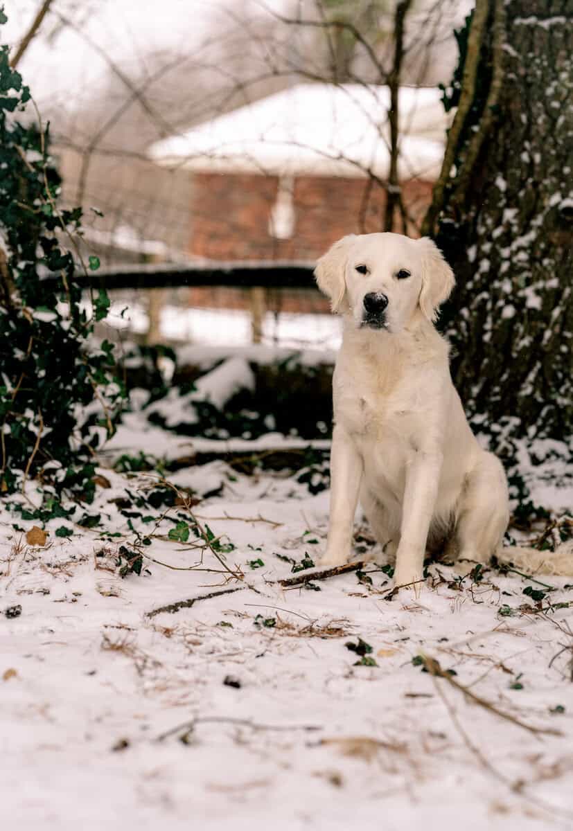 UPCOMING Litter of AKC English Golden Retrievers image 6