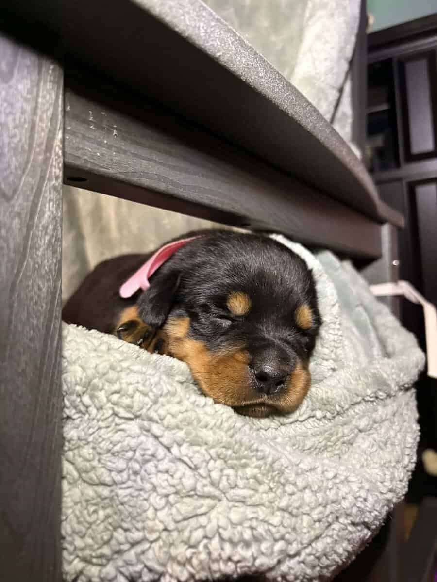 AKC Rottweiler Puppies image 2