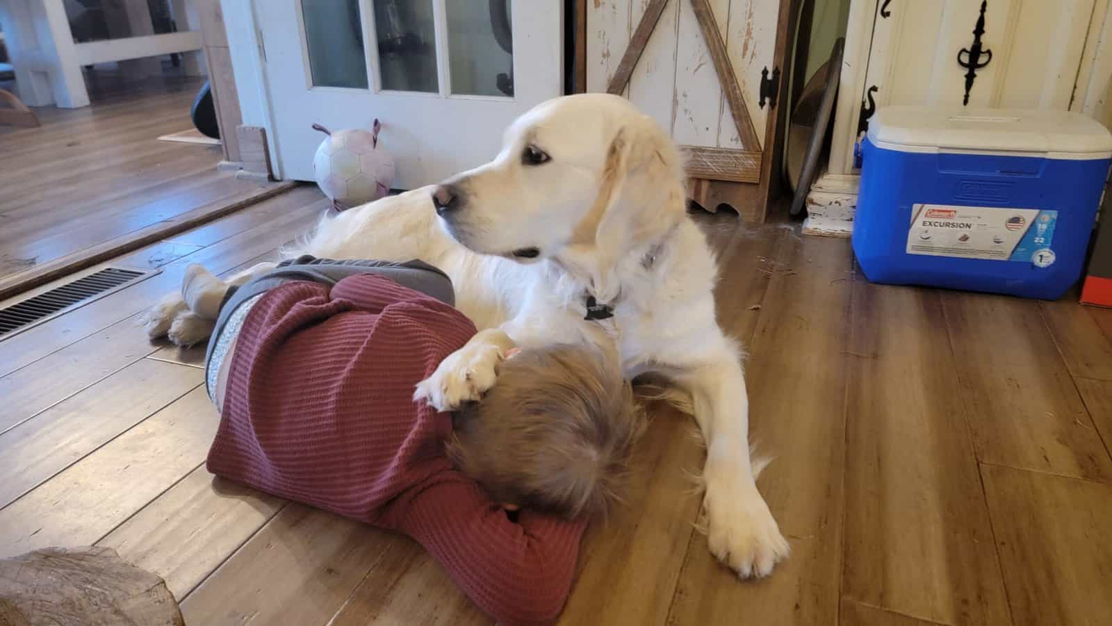 UPCOMING Litter of AKC English Golden Retrievers image 9