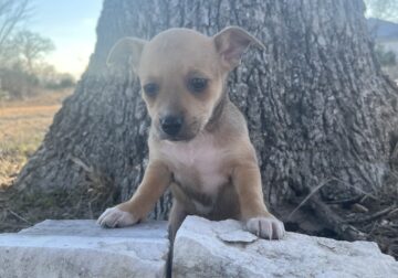 Scrappy-Doo the Chihuahua