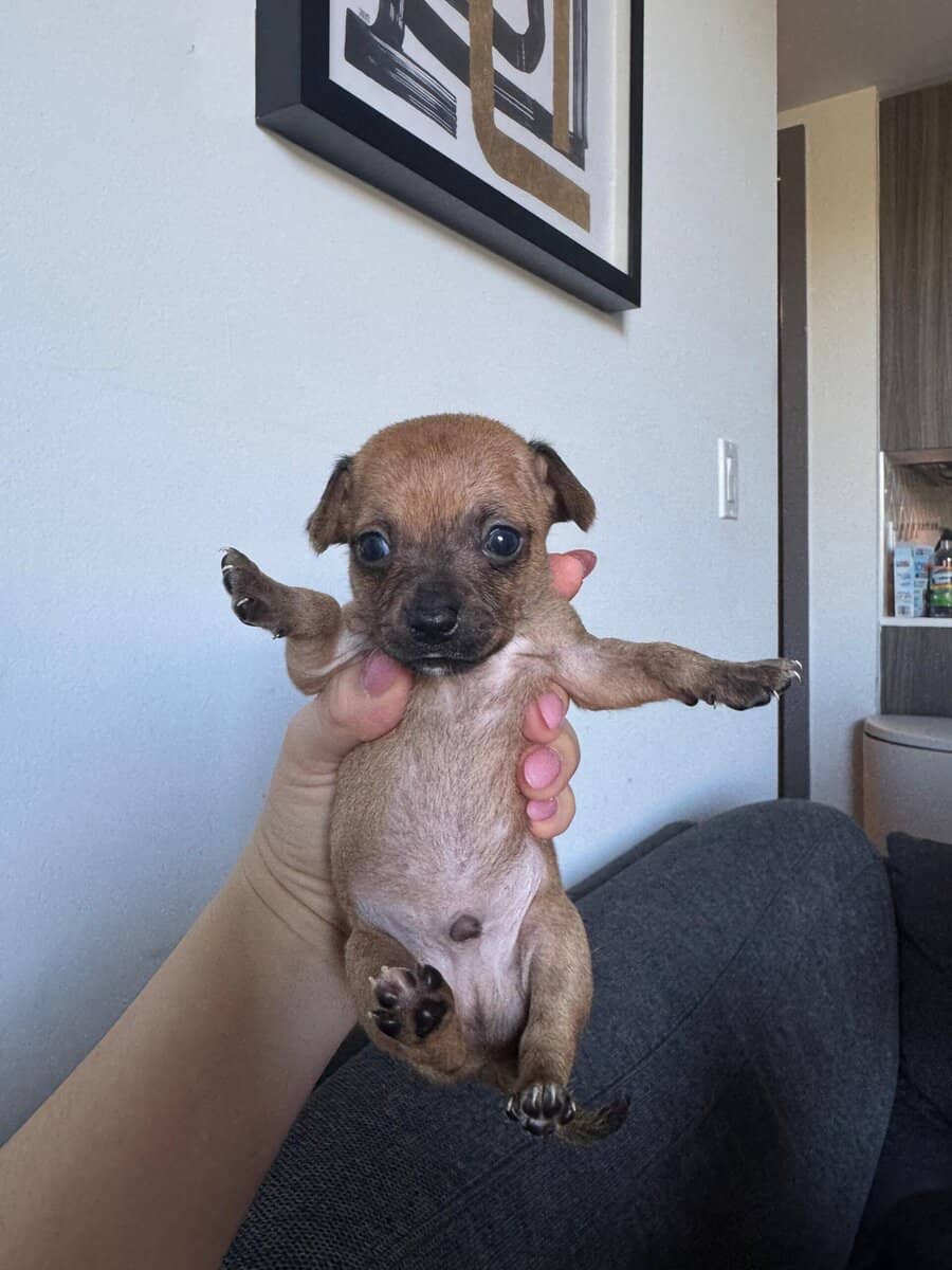 Beautiful Chihuahua puppies image 5