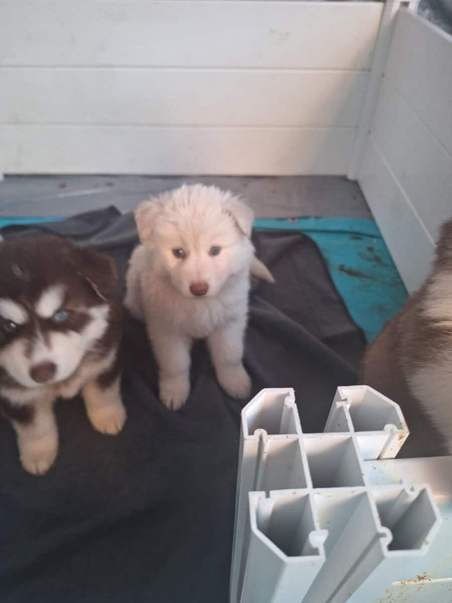Siberian Husky Puppies image 4