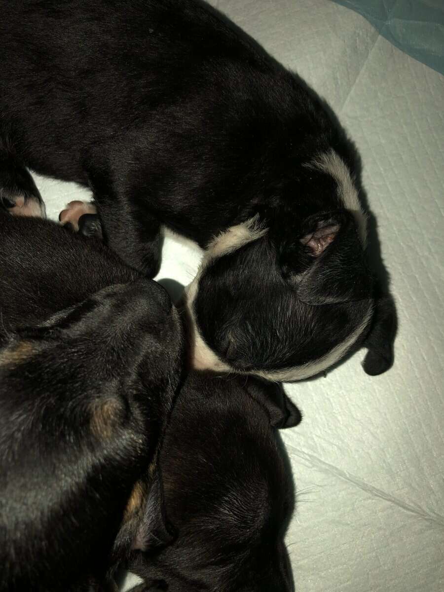 Puppies for sale image 6