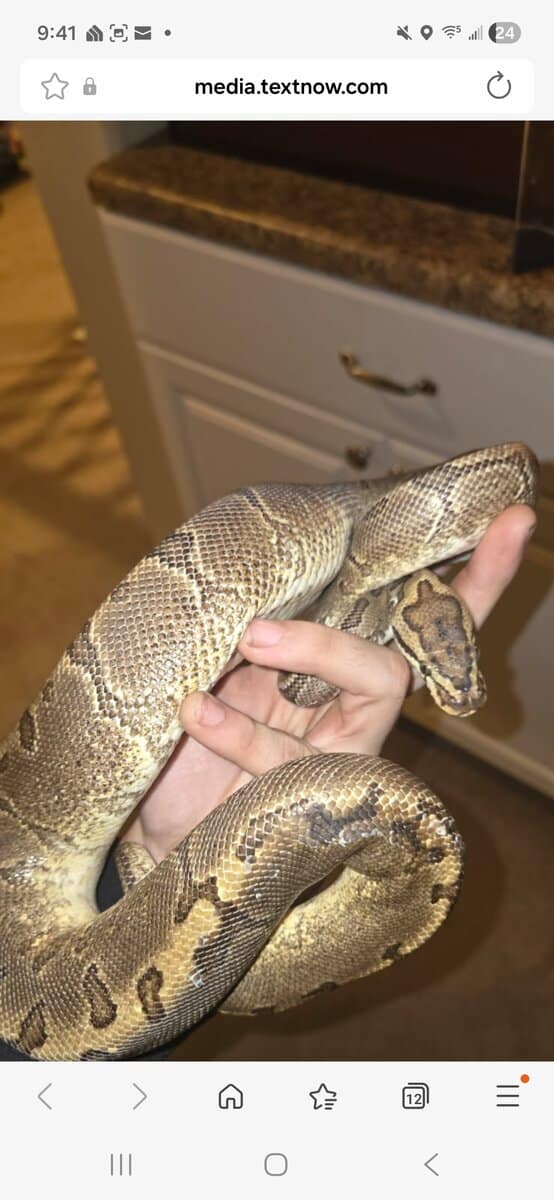Ball Python and Tank image 1