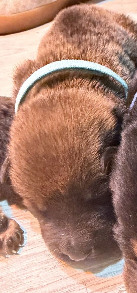 Rottweiler x Malinois puppies image 6