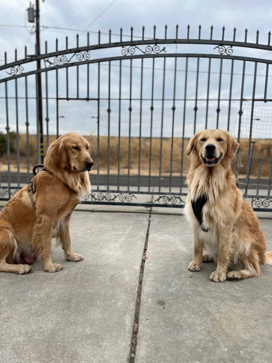 Golden Retrievers for sale image 4