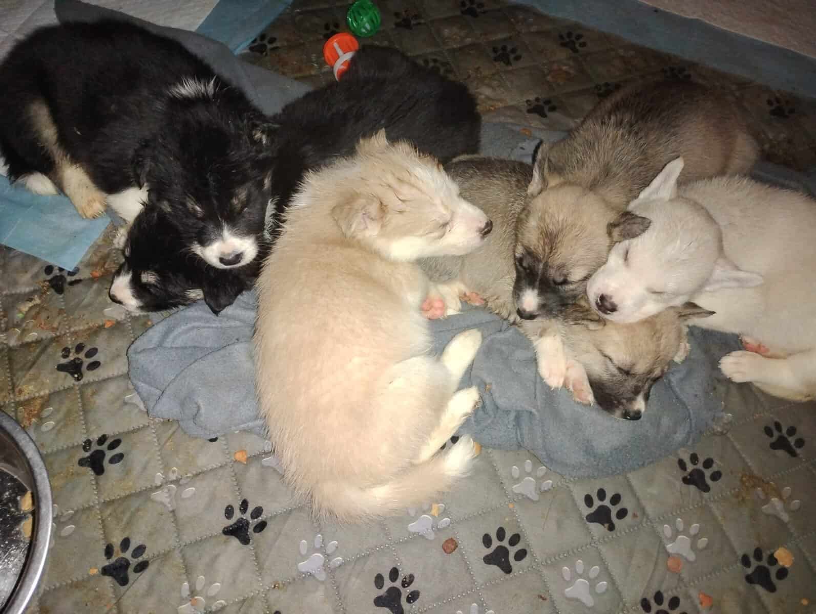 Siberian Husky image 3