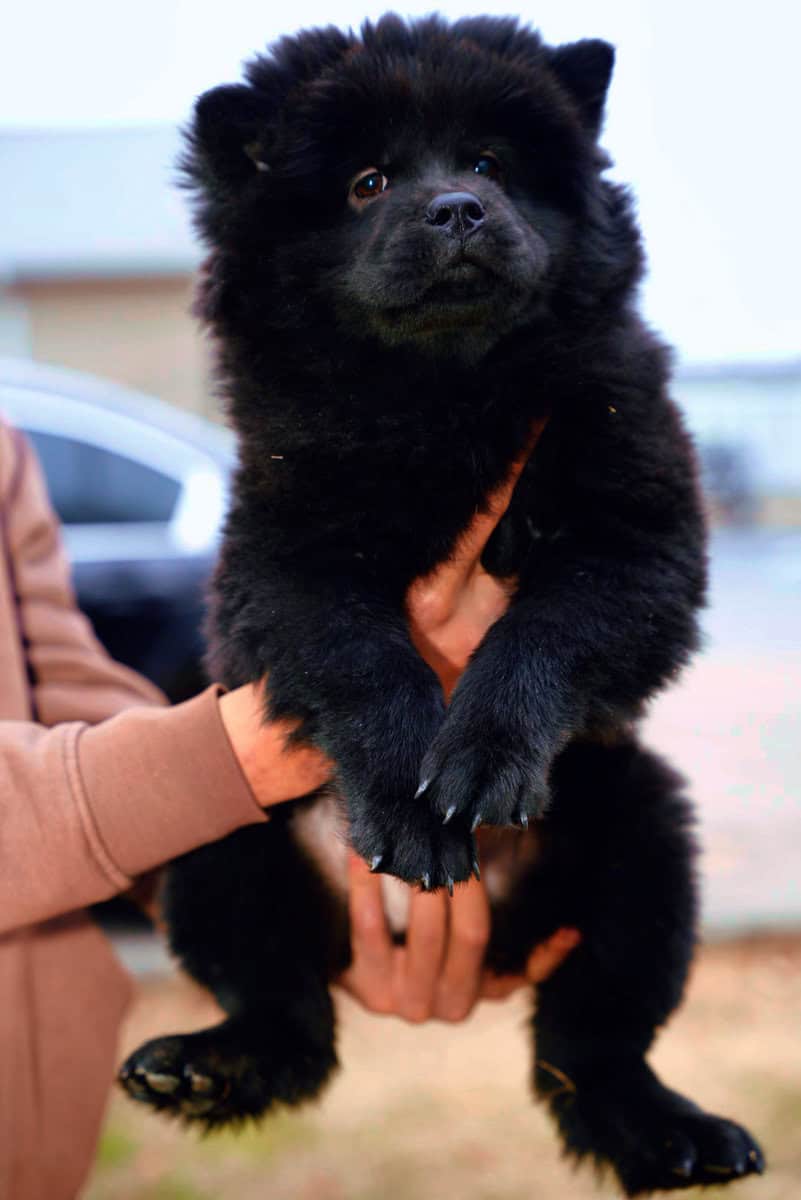 chow chow puppy image 3