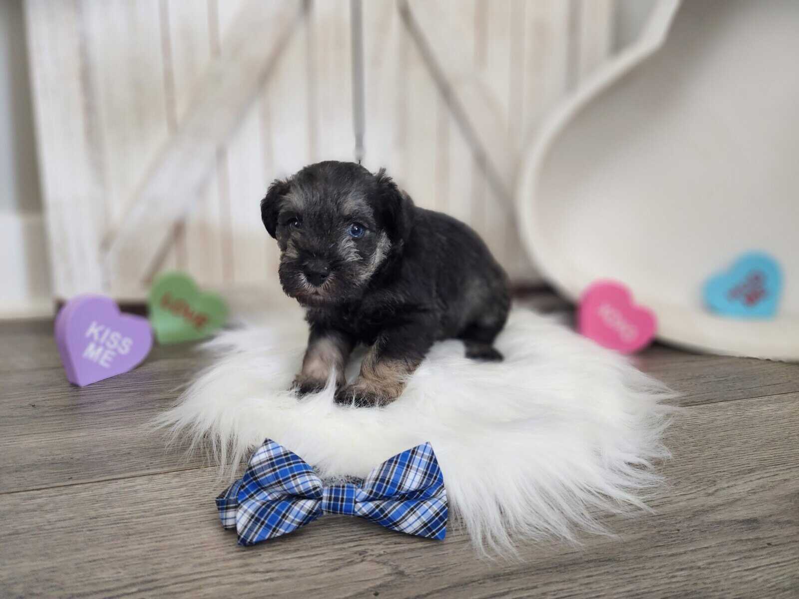 Miniature schnauzer odin image 5