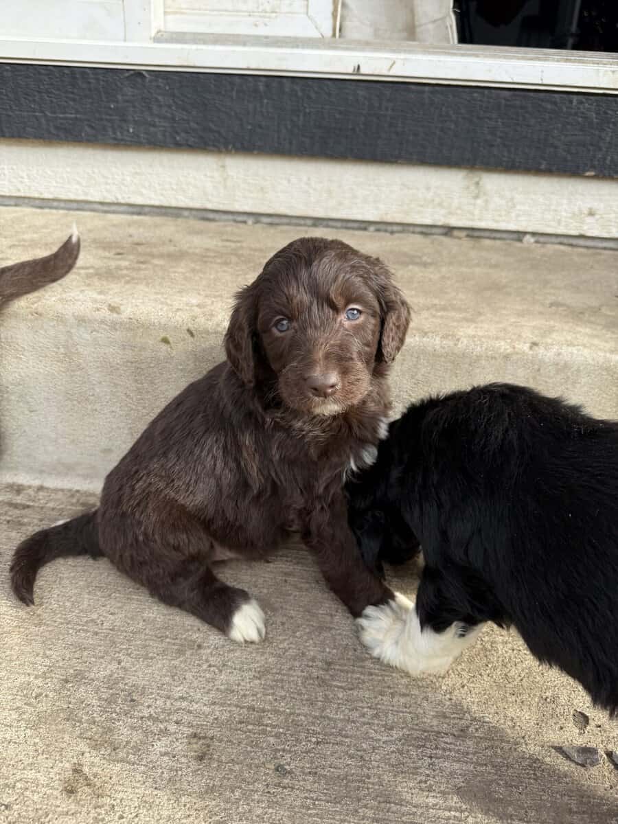 Puppies Needing Their Forever Homes! image 12