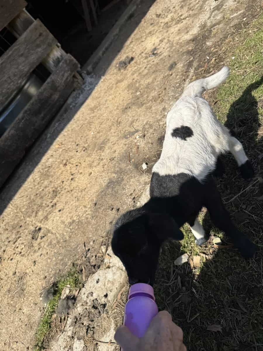 Bottle baby lamb image 2