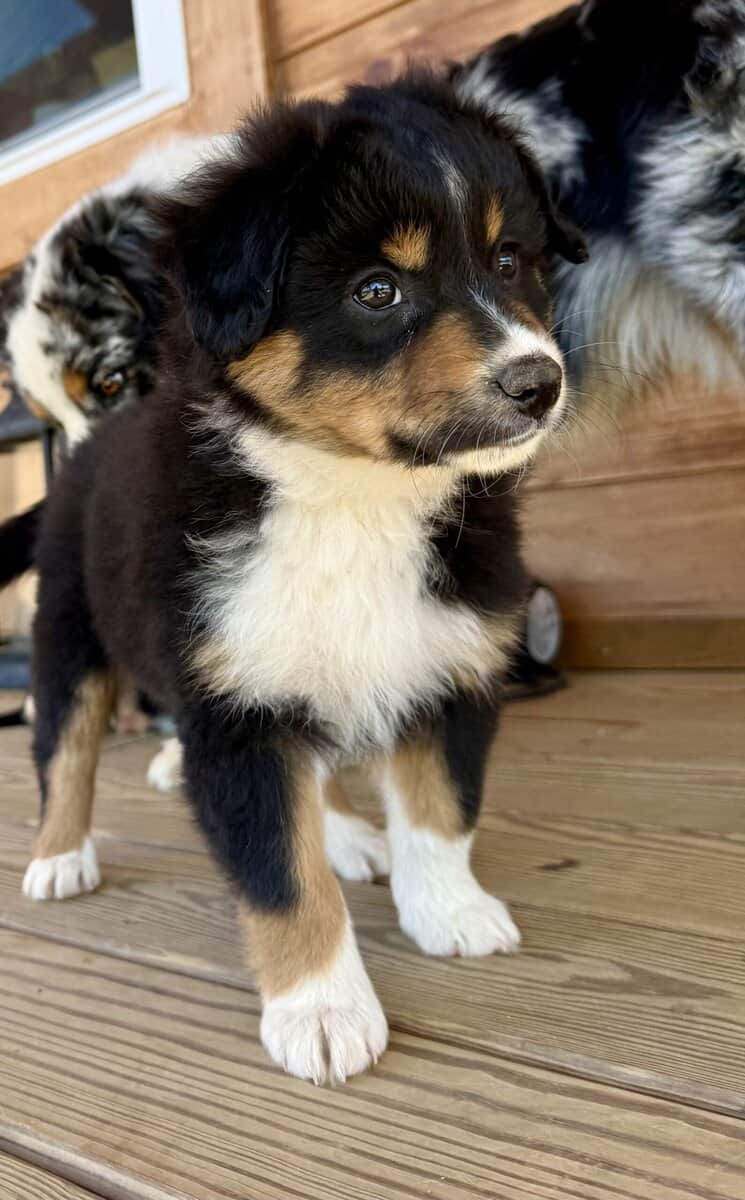 Purebred Australian Shepherd Puppy image 5