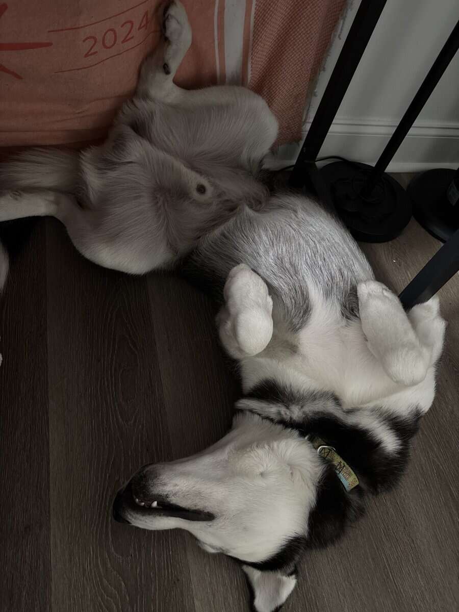 Siberian Husky for Rehome image 3