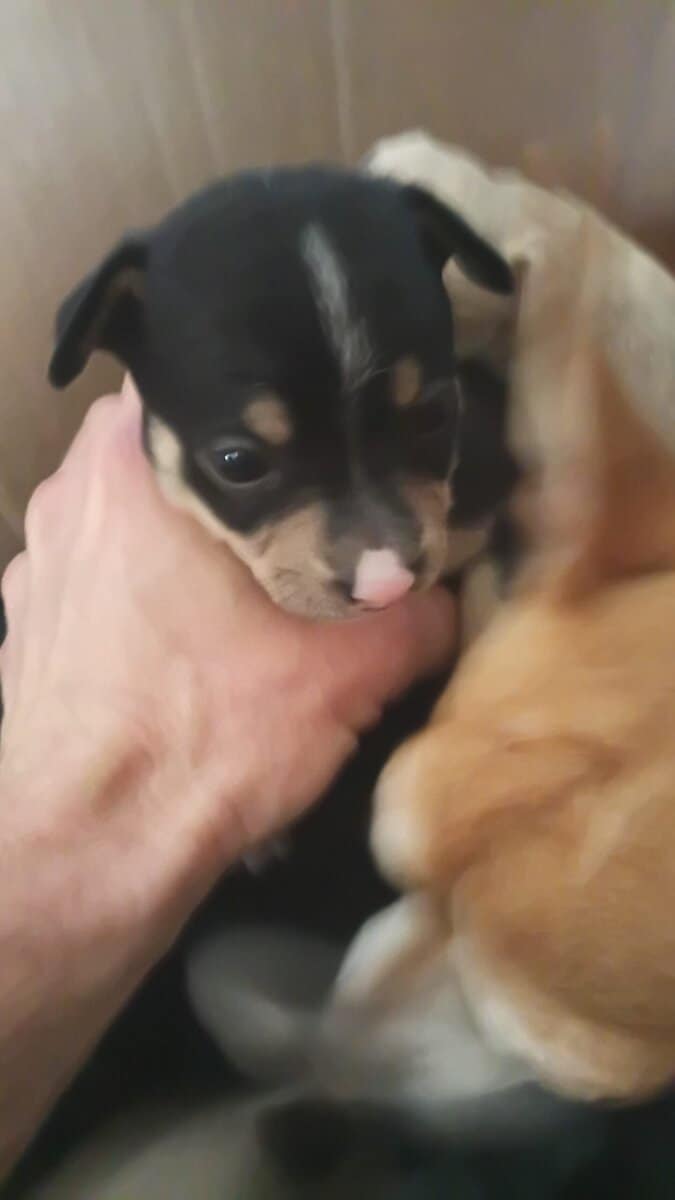 Chihuahua puppies image 6