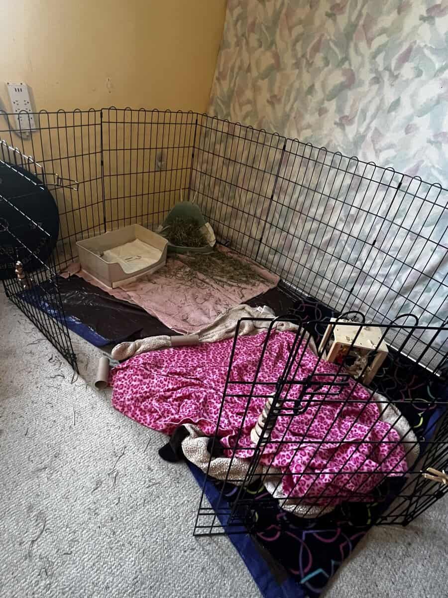 Bunny image 7