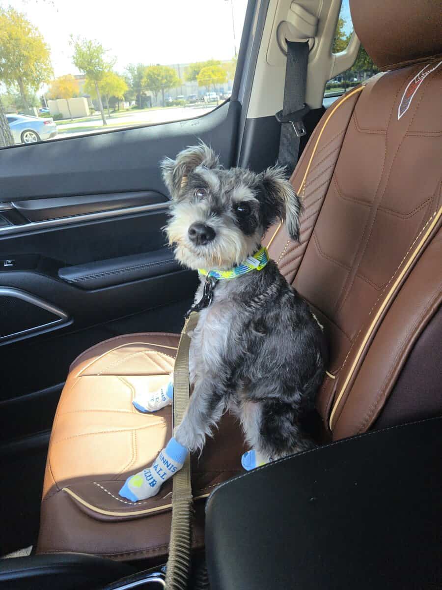 Mini schnauzer image 5