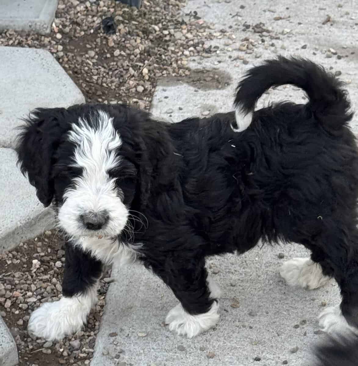 Bernedoodle Puppies image 6