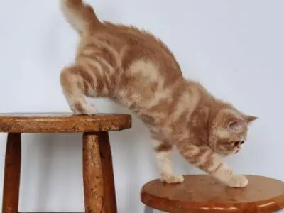 Teddy bear like kittens for sale