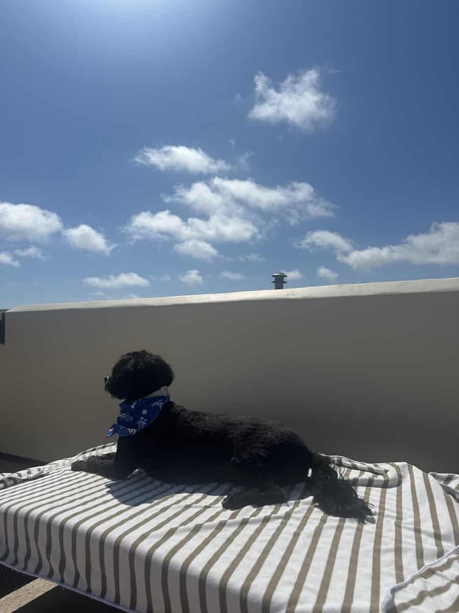 “Sweet Maltipoo Teddy Looking for His Forever Home image 2