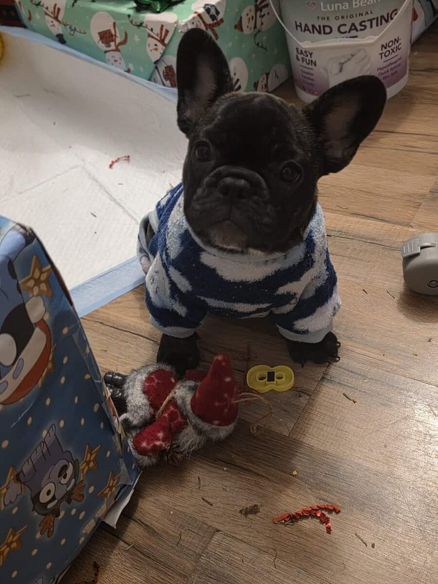 French bulldog female image 1