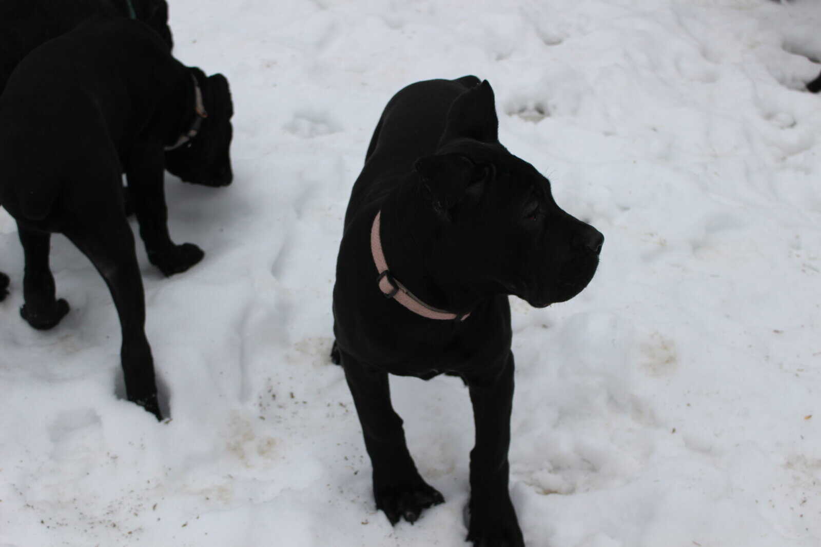 AKC Cane Corso puppies image 3