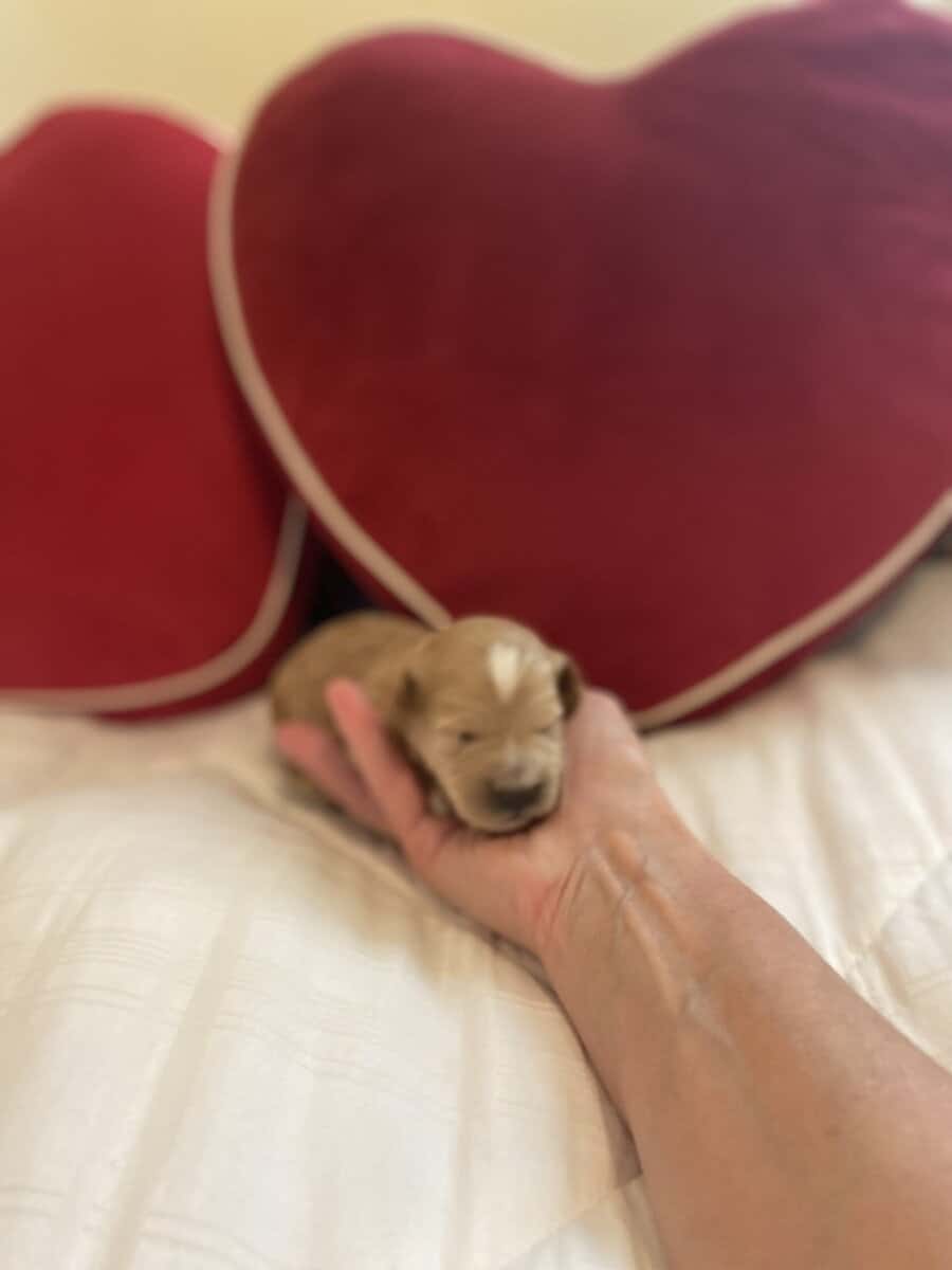 Have to be miniature, goldendoodle puppies image 3