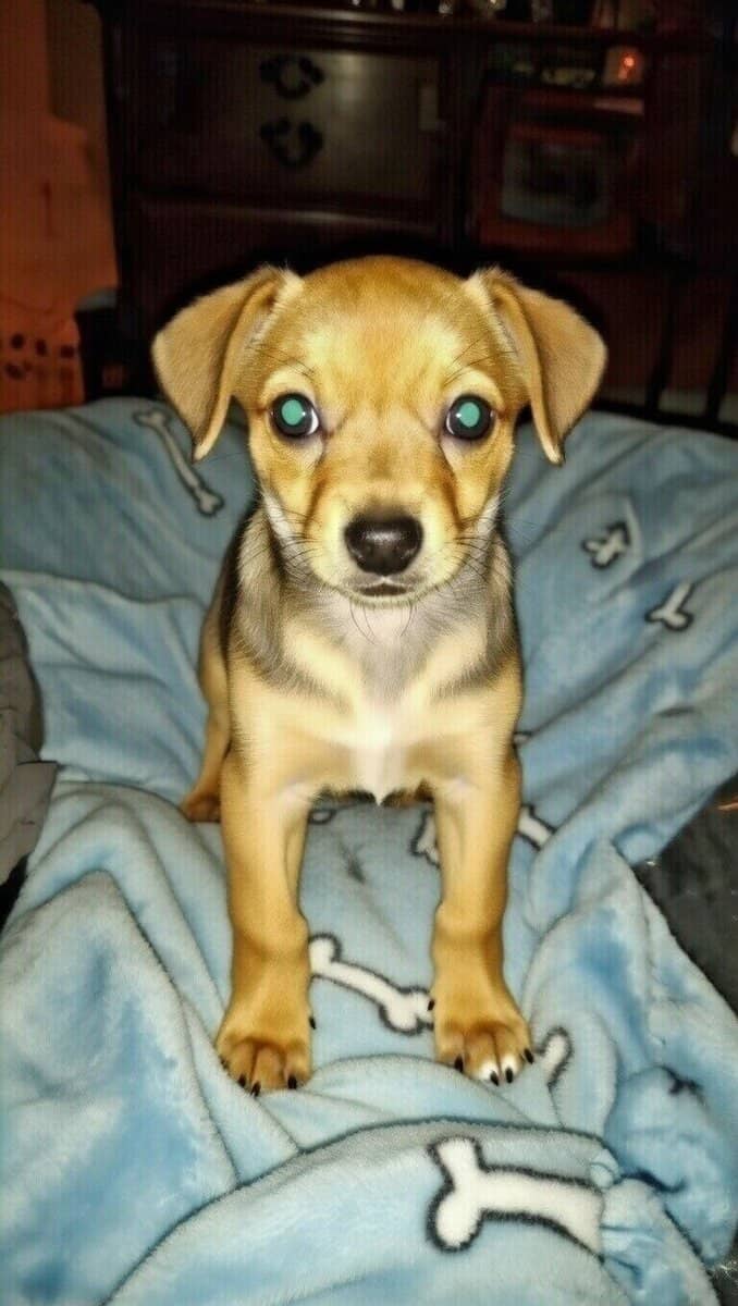 Chorkie male puppy image 4