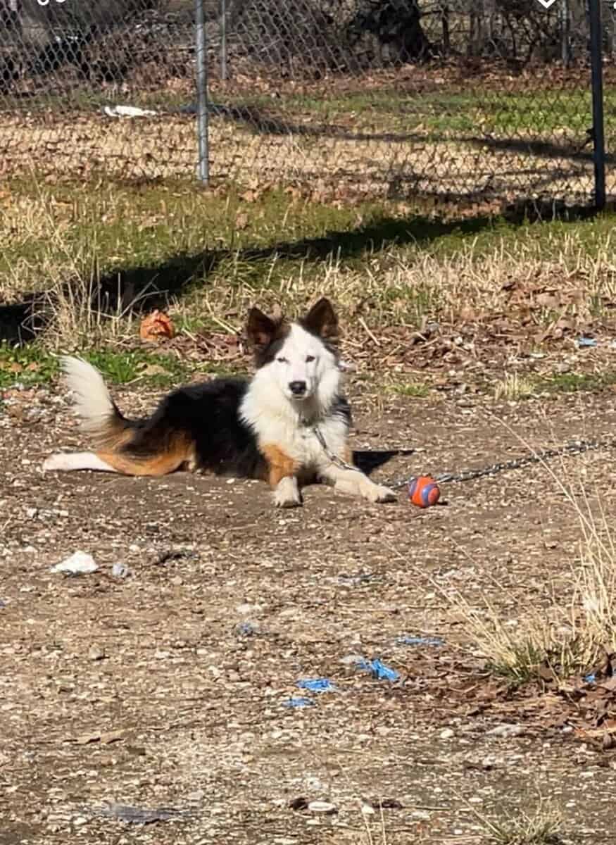 Australian shepherd mix image 3